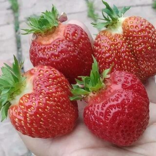 Клубника описание сорта