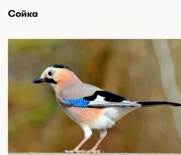 Птицы называют сам
