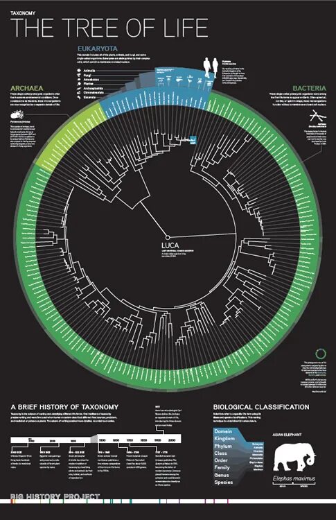 Tree of Life продукция. Tree of Life web Project. Инфографика жизни земли. History project