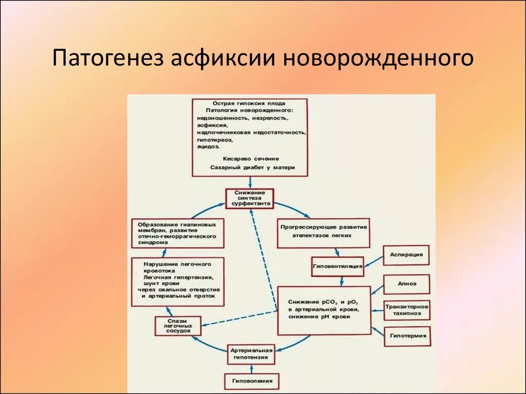 Механизм развития асфиксии новорожденных. Патогенез острой асфиксии новорожденных. Этиология асфиксии новорожденного. Патогенез гипоксии схема.