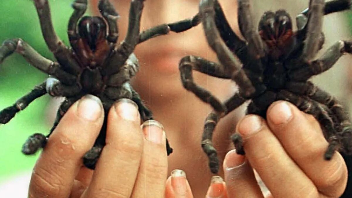 Ich eine spinne