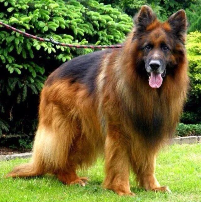 Волосатый немецкий. Волосатый немецкий. Ирландский волкодав палевый. Немецкая овчарка лохмач. Глен оф имаал терьер.