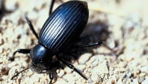 Орыс актрисасының секс көріністерін қараңыз