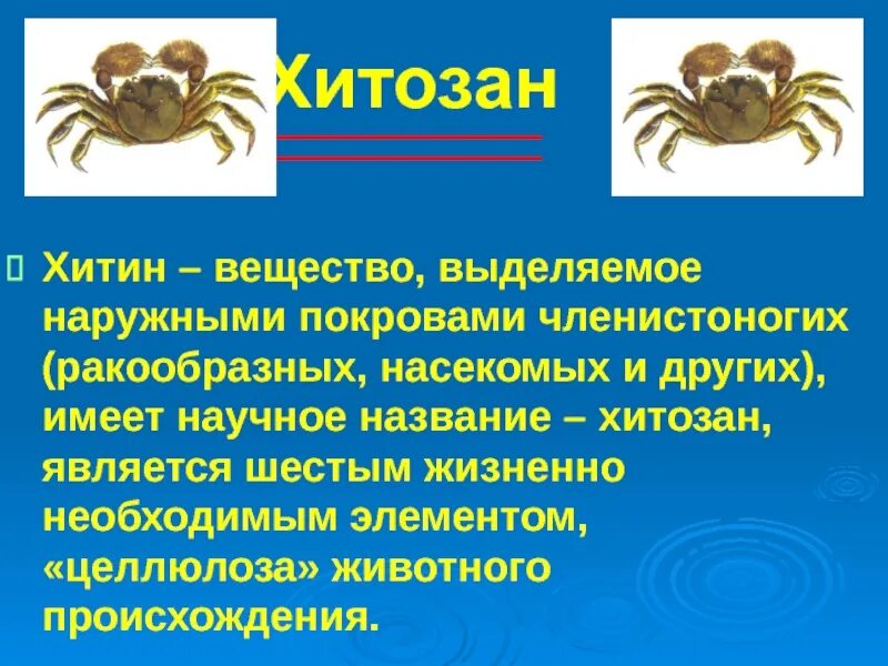 Хитин выполняет функцию. Хитин выполняет функцию