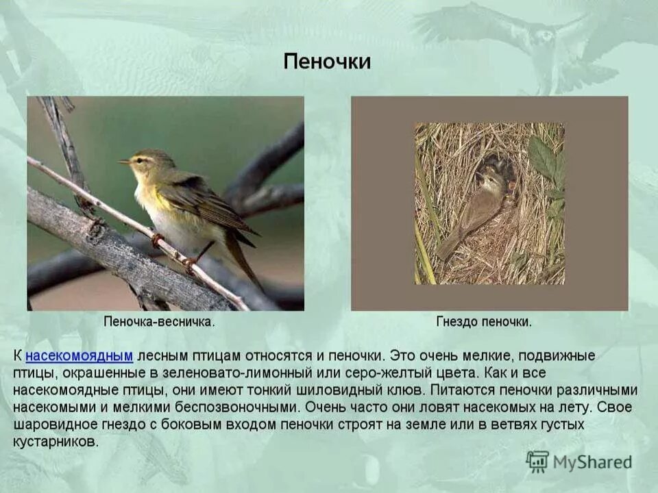 Три характеристики для экологического описания пеночки