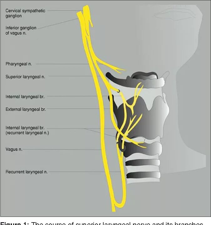 Нерв глотки. Возвратный нерв анатомия топография. Возвратный гортанный нерв анатомия. Иннервация щитовидной железы схема. Анатомия гортани кровоснабжение и иннервация.