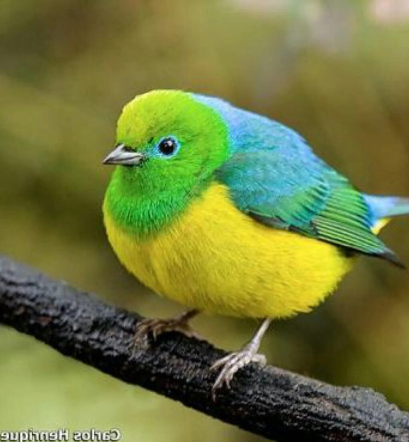 Черно зеленая птичка. Зелёные зеленушки💚. Салатовая птичка. Птица с зеленой грудкой. Яркие мелкие птицы.