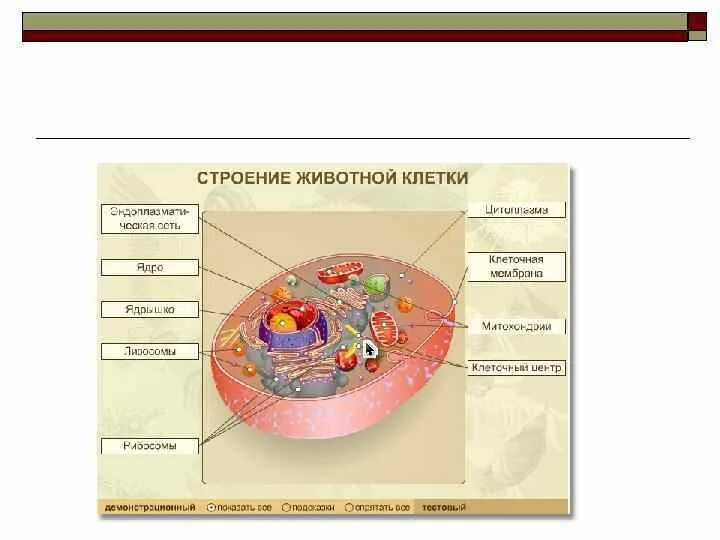 Тесты клеточный уровень. Буклет по анатомии биологии. Биологическая строение гор. Каждая Живая клетка нуждается в лискдеоро. Презентация по биологии строение человека с подробными таблицами.