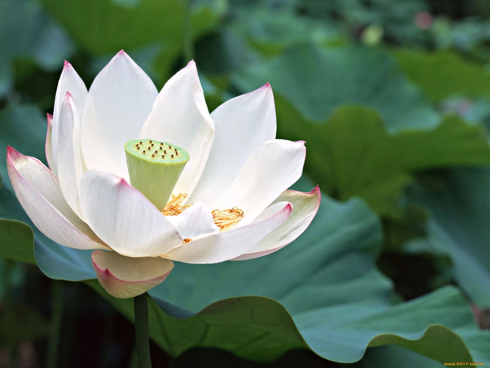 Структура цветка nelumbo nucifera and n. Китайский лотос цветок. Белый лотос цветок. Lutea. Белый лотос иркутск лыткина.