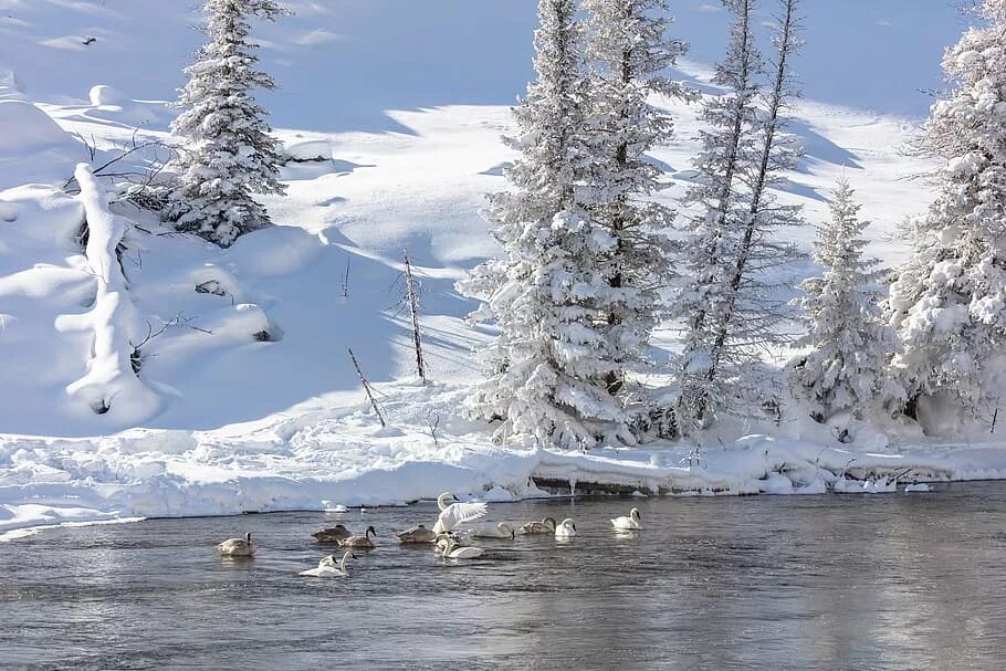 Озеро в снегу. Лебеди зимой. Лебеди на речке зима. Красивые зимние пейзажи с белыми лебедями.
