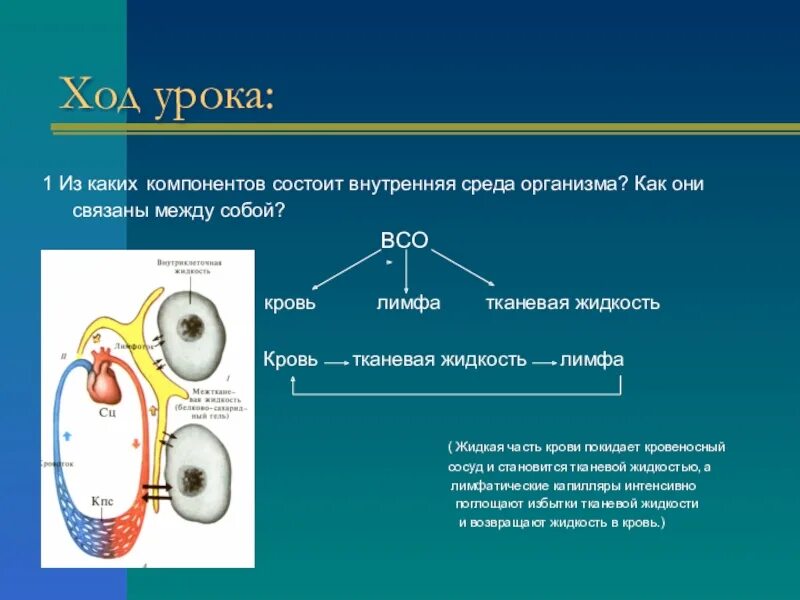 Как связаны между собой компоненты внутренней среды организма. Структура внутренней среды организма. Как связаны между собой жидкости внутренней среды организма. Из каких компонентов состоит внутренняя среда.