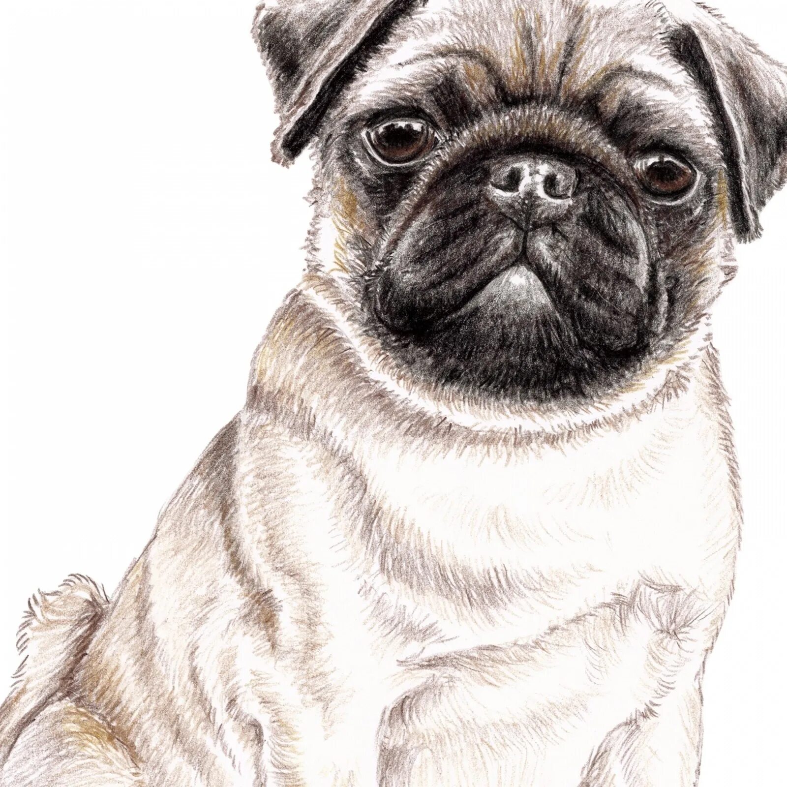 Рисовать собаку мопса. Набросок мопса. Набросок мопса. Рисунки собаки мопса. Мопс срисовать.