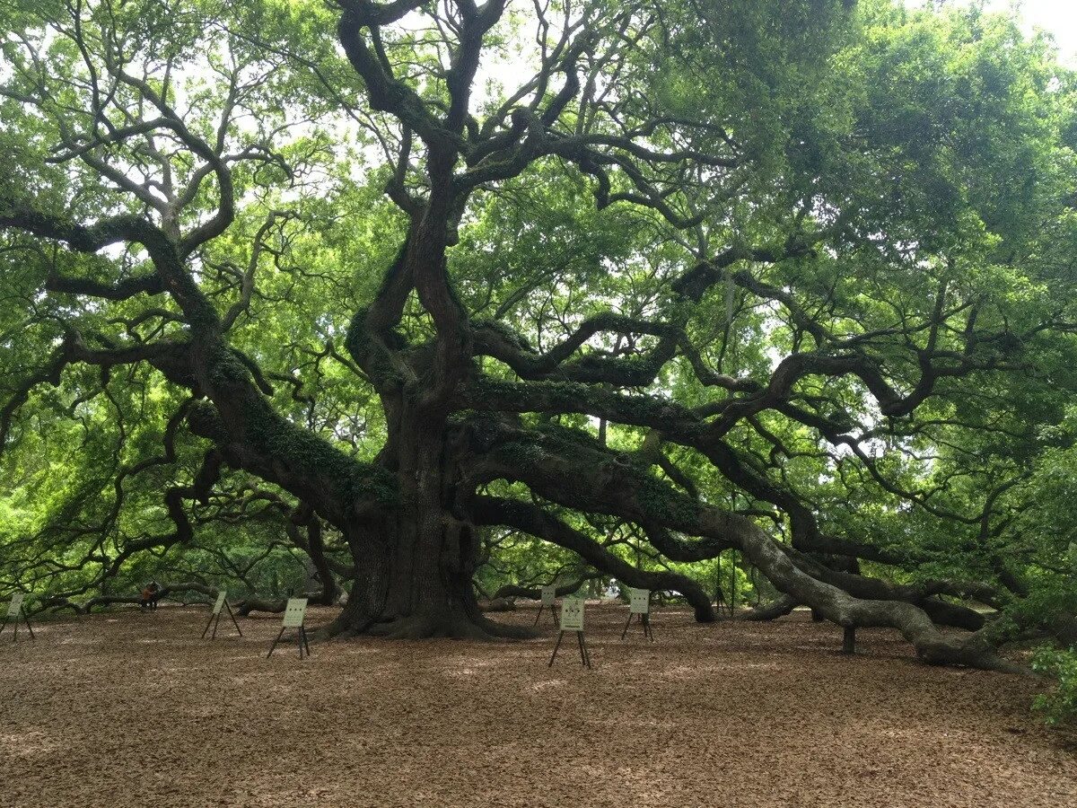 It is old tree