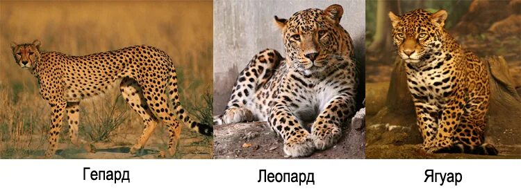 Ягуар леопард гепард отличия. Гепард леопард Ягуар. Гепард и леопард отличия фото. Гепард леопард и Ягуар разница. Чем отличается леопард от ягуара