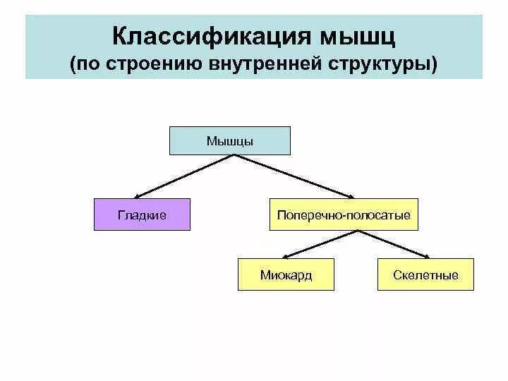 Мышцы их строение классификация. Классификация и строение мышц. классификация мышц человека. схема классификации мышц по строению. классификация мышц по внутреннему строению.