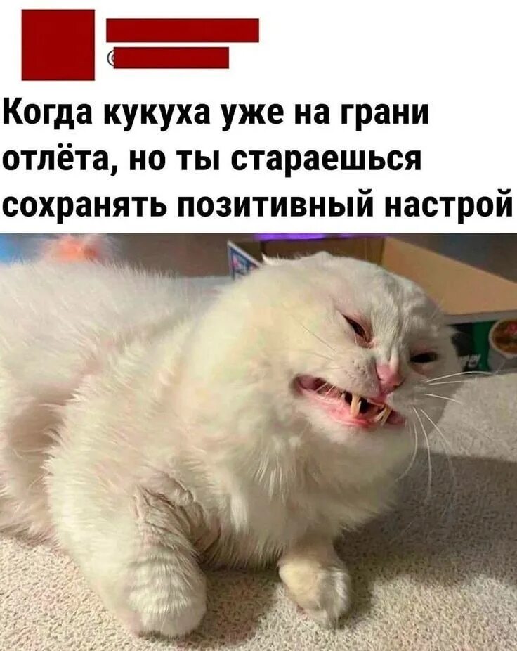Бухать будем картинки. Котик за столом. Кушать идем. Уже все было готово. Уже все было готово.