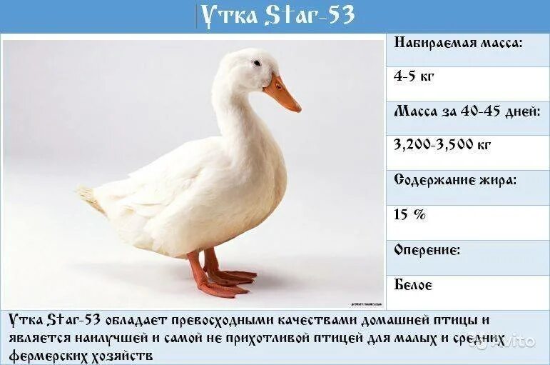 Сколько утиных