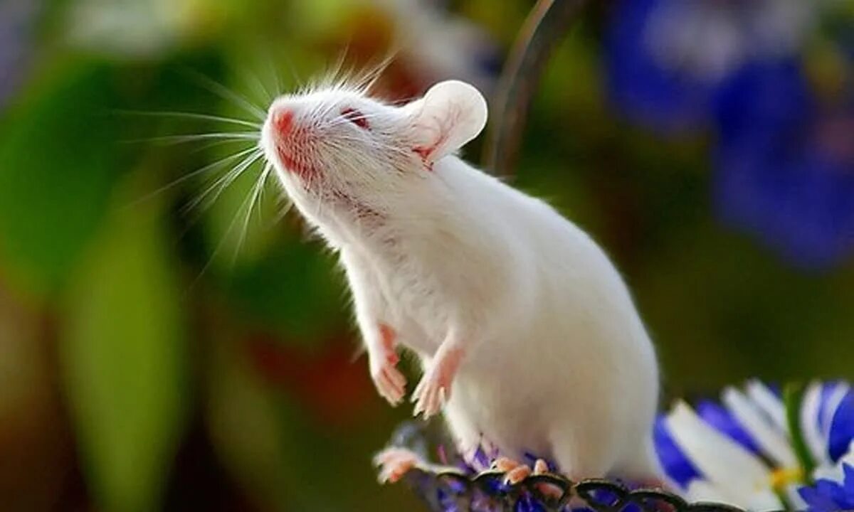 Сонник миллера мыши. Белая мышка. Белый мышонок. Маленькие белые мышки. Белая мышь красивая.
