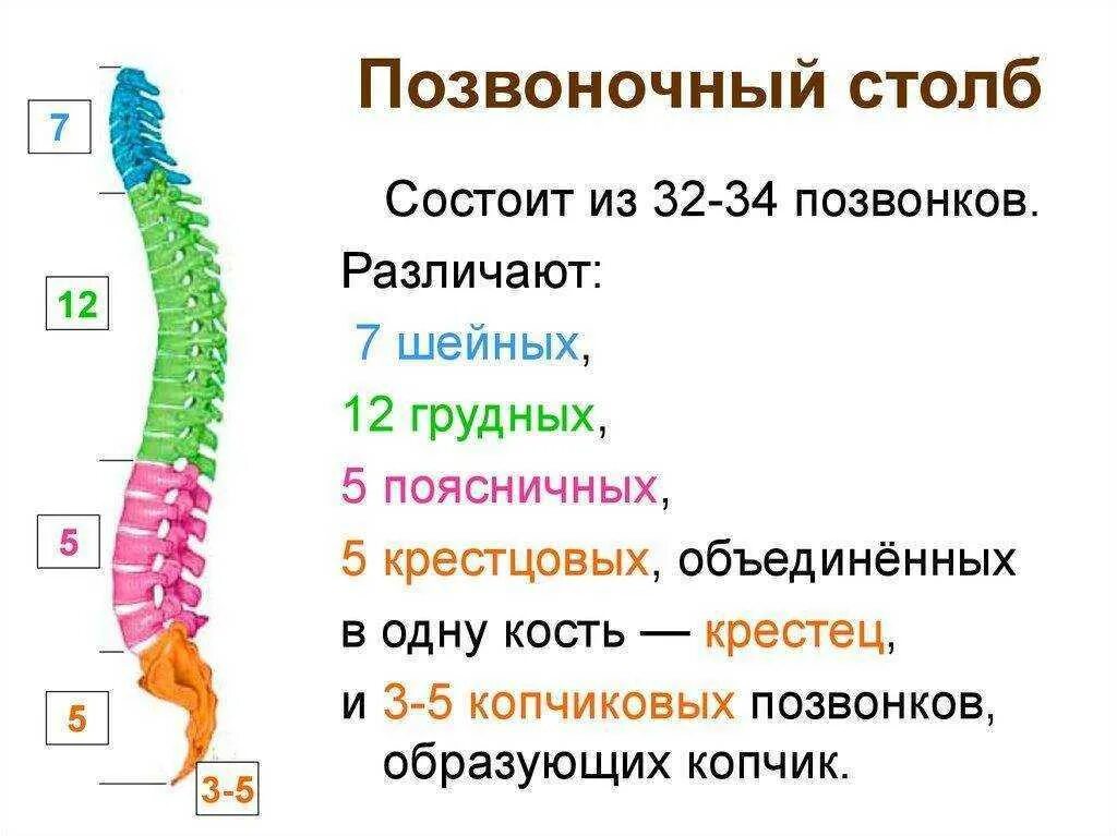 В позвоночнике различают отделы. Позвоночный столб анатомия человека. Позвоночный столб и строение позвонка. Схема отделов и изгибов позвоночного столба. Позвоночный столб, отделы, изгибы, строение позвонков..