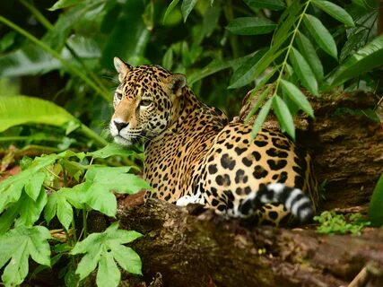 Jaguars 1