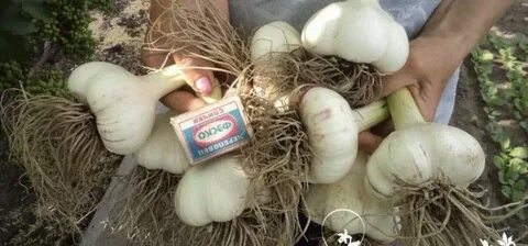 Чеснок в цезаре