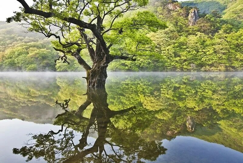 Дерево у воды. Отражение деревьев в воде. Дерево отражение. Деревья отражаются в воде.
