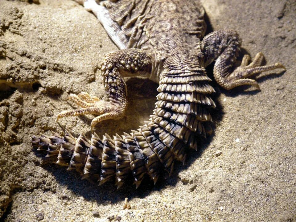 Шипохвост ящерица. Египетский шипохвост. Uromastyx aegyptia. Шипохвост австралийский.