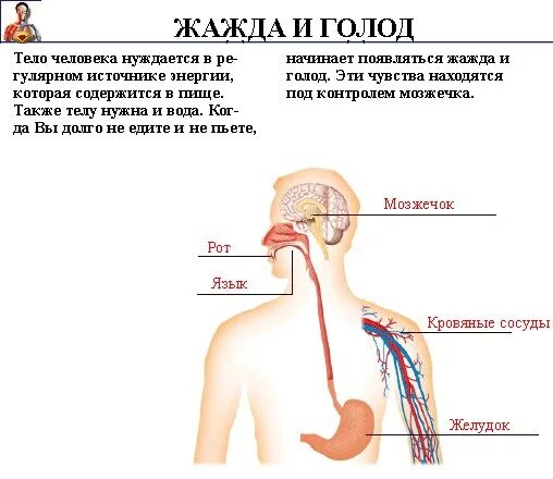 Центр голода располагается. Голод и жажда. Чувство жажды. Жажда физиология. Жажда эмоция.