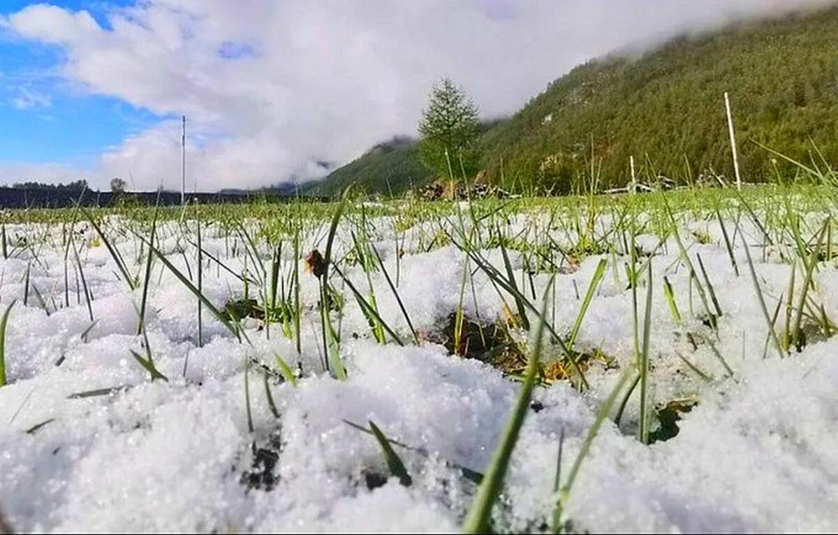 Заморозки. Заморозки фото. Фотографии снега. Заморозки снег. Заморозки в ближайшее время