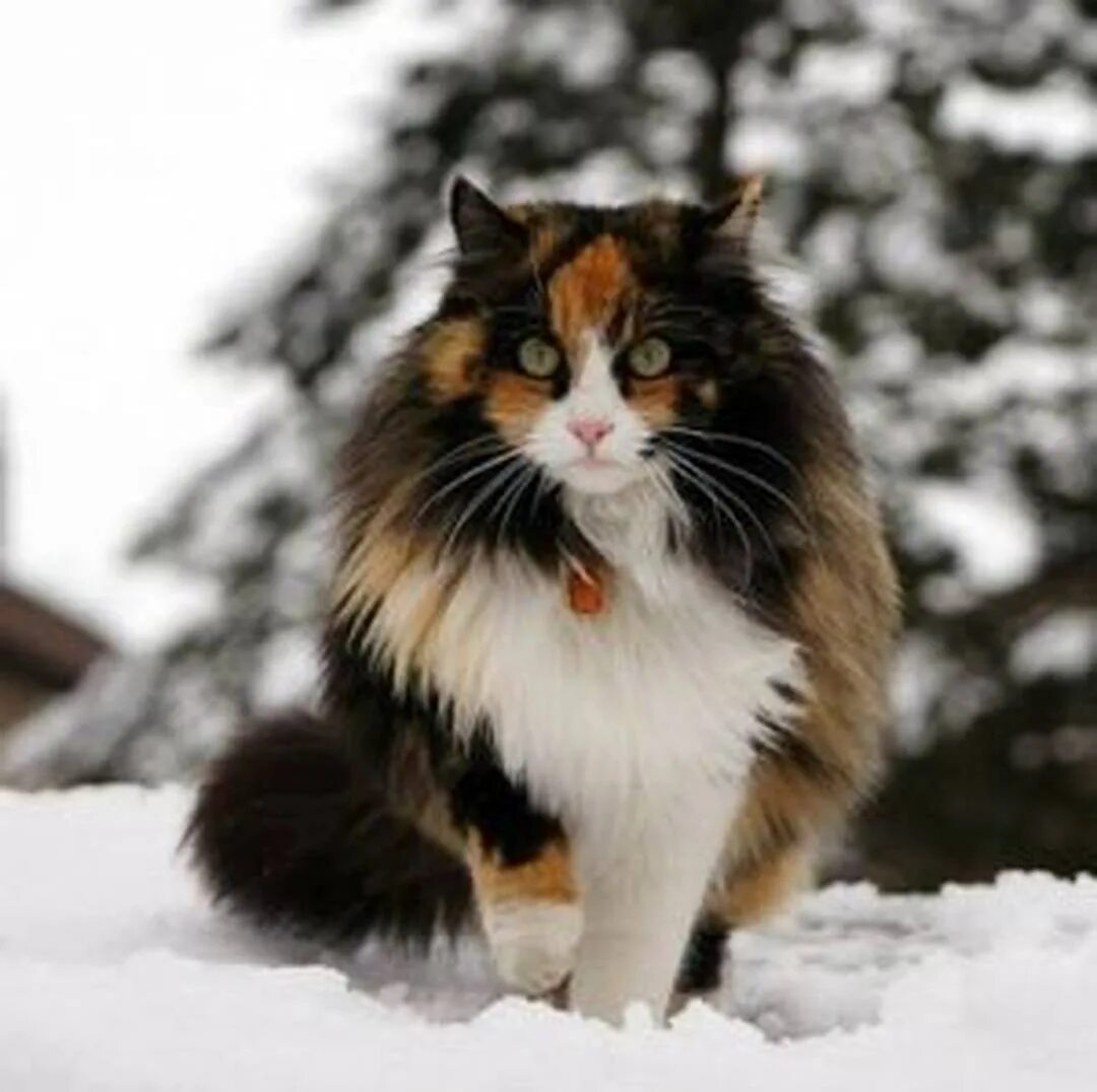 Сибирская норвежская лесная кошка. Норвежская лесная кошка трехцветная. норвежская лесная калико. норвежская лесная кошка калико. норвежская лесная кошка черепаховая.