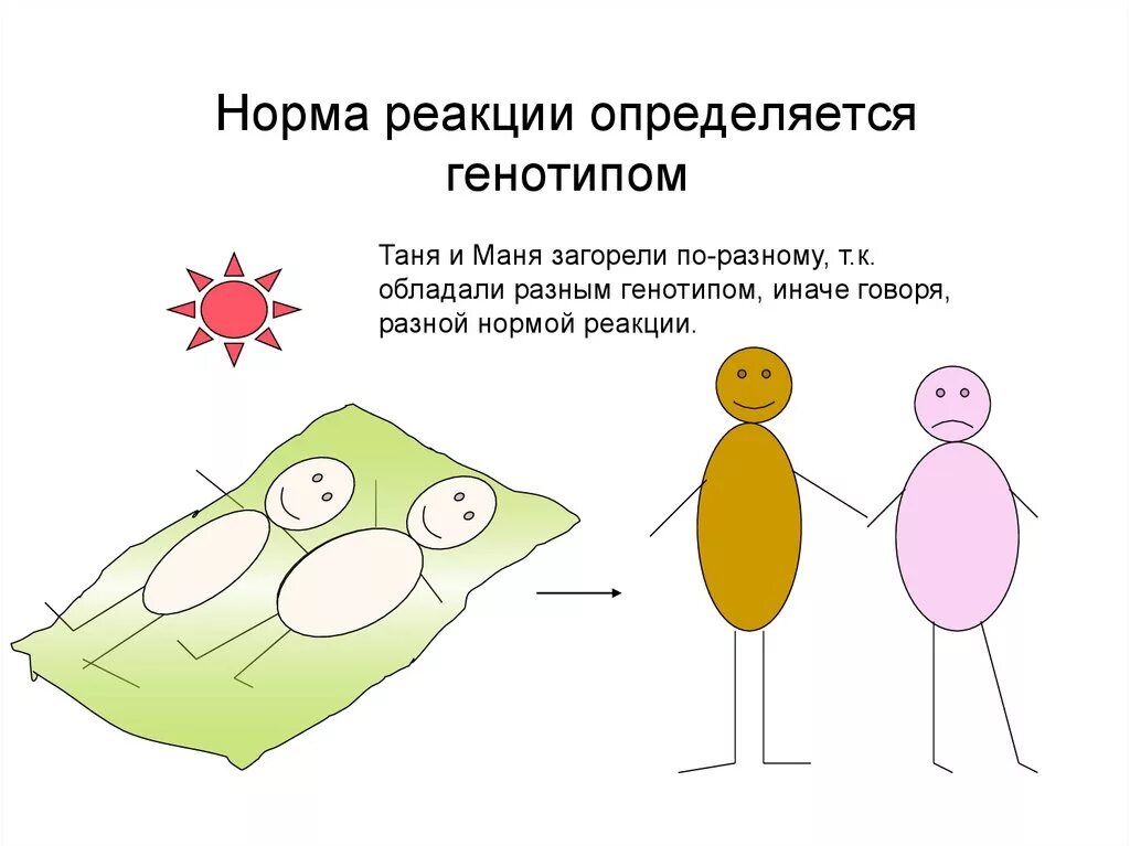 Генотип организма определяется. Норма реакции. Норма реакции это в биологии. Норма реакции определяется генотипом. Норма реакции примеры.