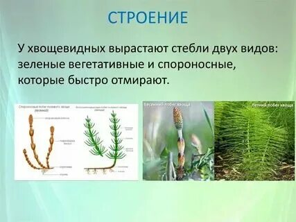 Примеры растений у которых есть корневище Тип корневой системы у фасоли Вопросы и ответы