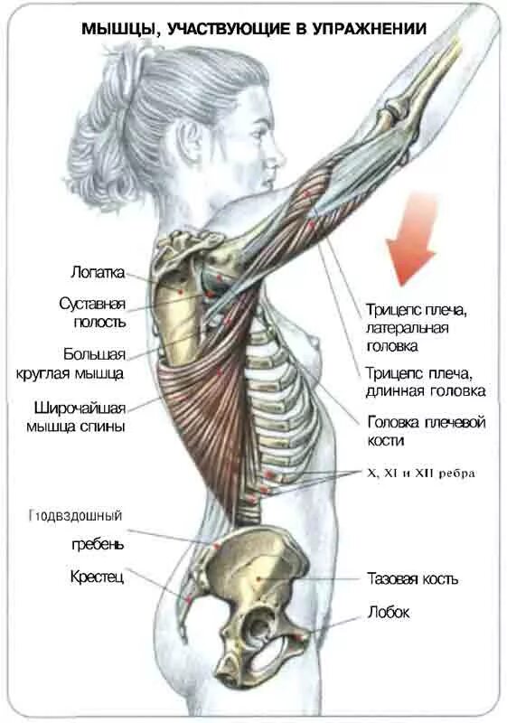 Какие мышцы обеспечивают вертикальное положение тела. Тяга верхнего блока прямыми руками стоя. круглая мышца спины. большие круглые мышцы спины. упражнения на круглые мышцы.