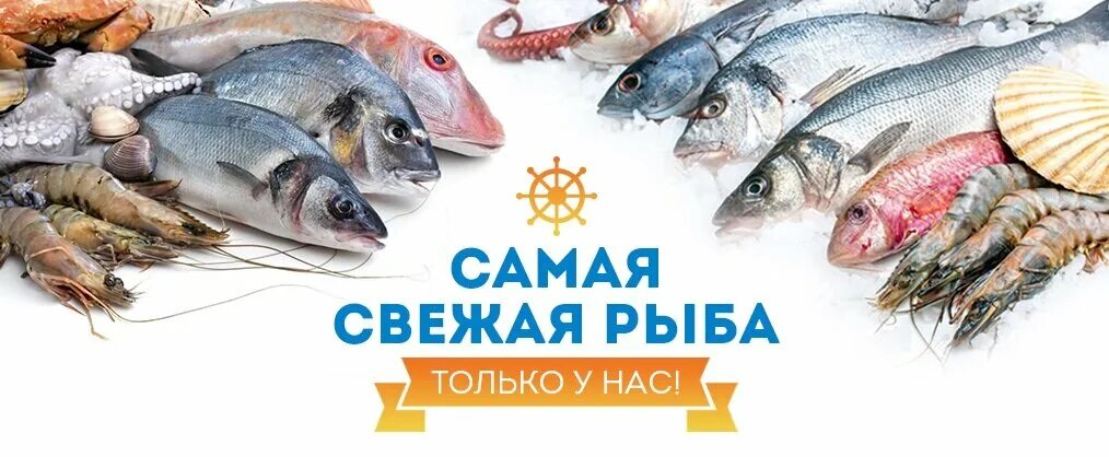 Купи рыбу сайт. Реклама рыбы для магазина. Свежая рыба. Рекламный баннер рыбного магазина. Рекламный баннер рыбы.