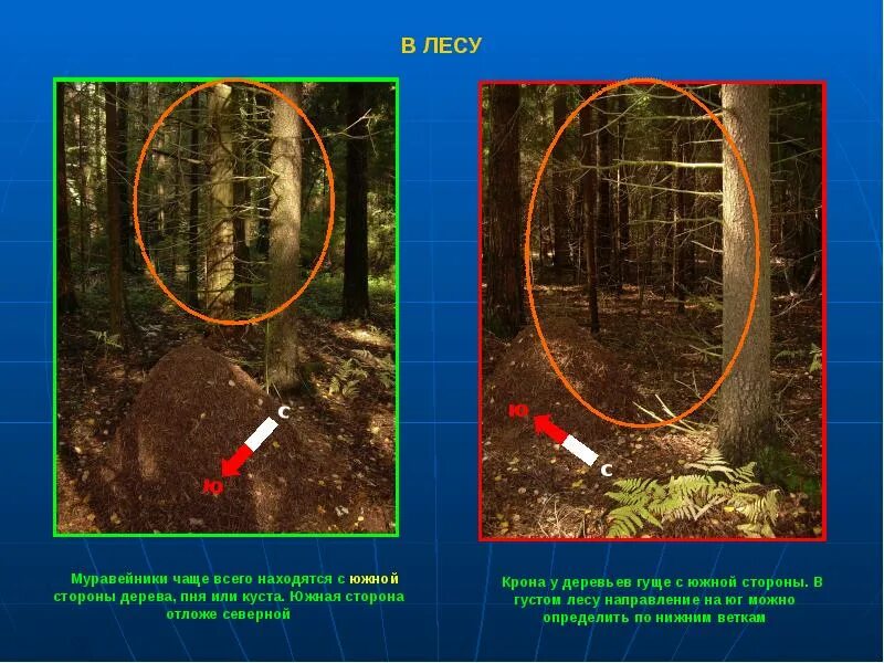 Сторона муравейника. Муравейник с Южной стороны дерева. Муравейники находятся с Южной стороны деревьев.. Муравейник находится на Южной стороне. Муравейники находятся с Южной стороны от дерева.