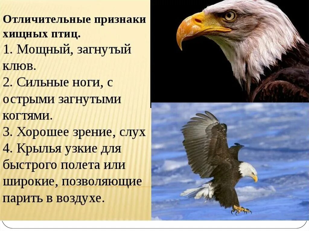 Признаки птиц 7 класс. Отряд дневные хищники признаки. Признаки дневных хищных птиц. Дневные Хищные птицы характеристика. Дневные хищники птенцы.