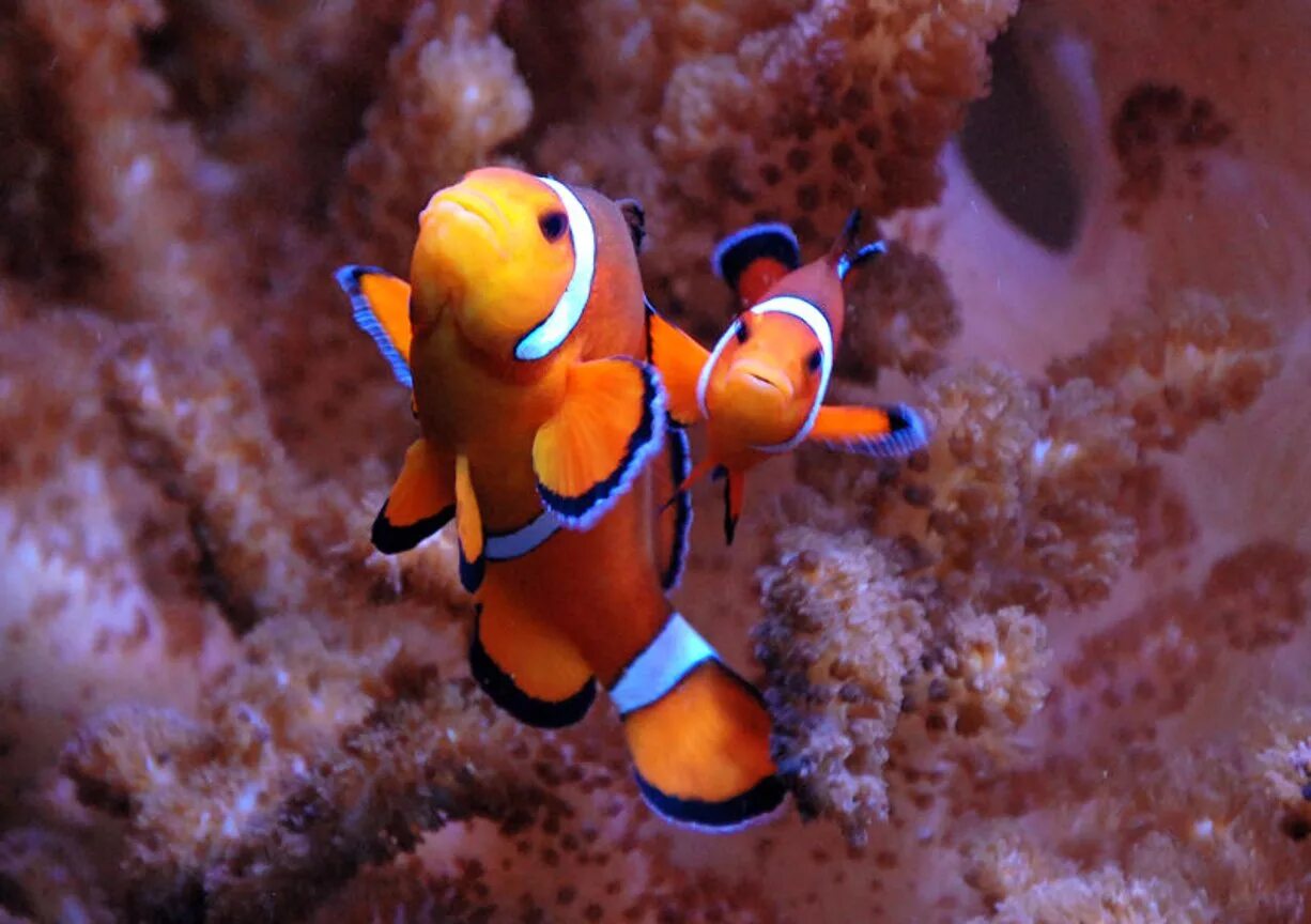 Друг рыбы клоуна. Рыба клоун Перкула. Оранжевый амфиприон. Оранжевый амфиприон Флиппер.