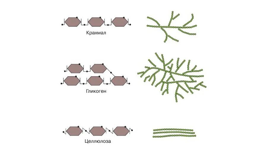 Крахмал водоросль. Крахмал гликоген Целлюлоза строение. Структура крахмала и гликогена. Строение крахмала и гликогена. Полисахариды крахмал гликоген.