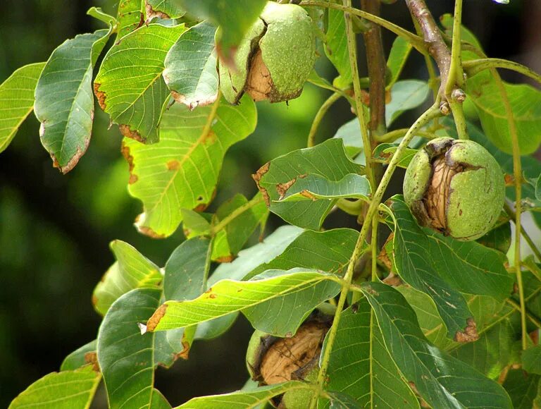 Применение листьев грецкого ореха. Орех грецкий (juglans regia). орешник грецкий дерево. антракноз грецкого ореха. juglans regia дерево листья.