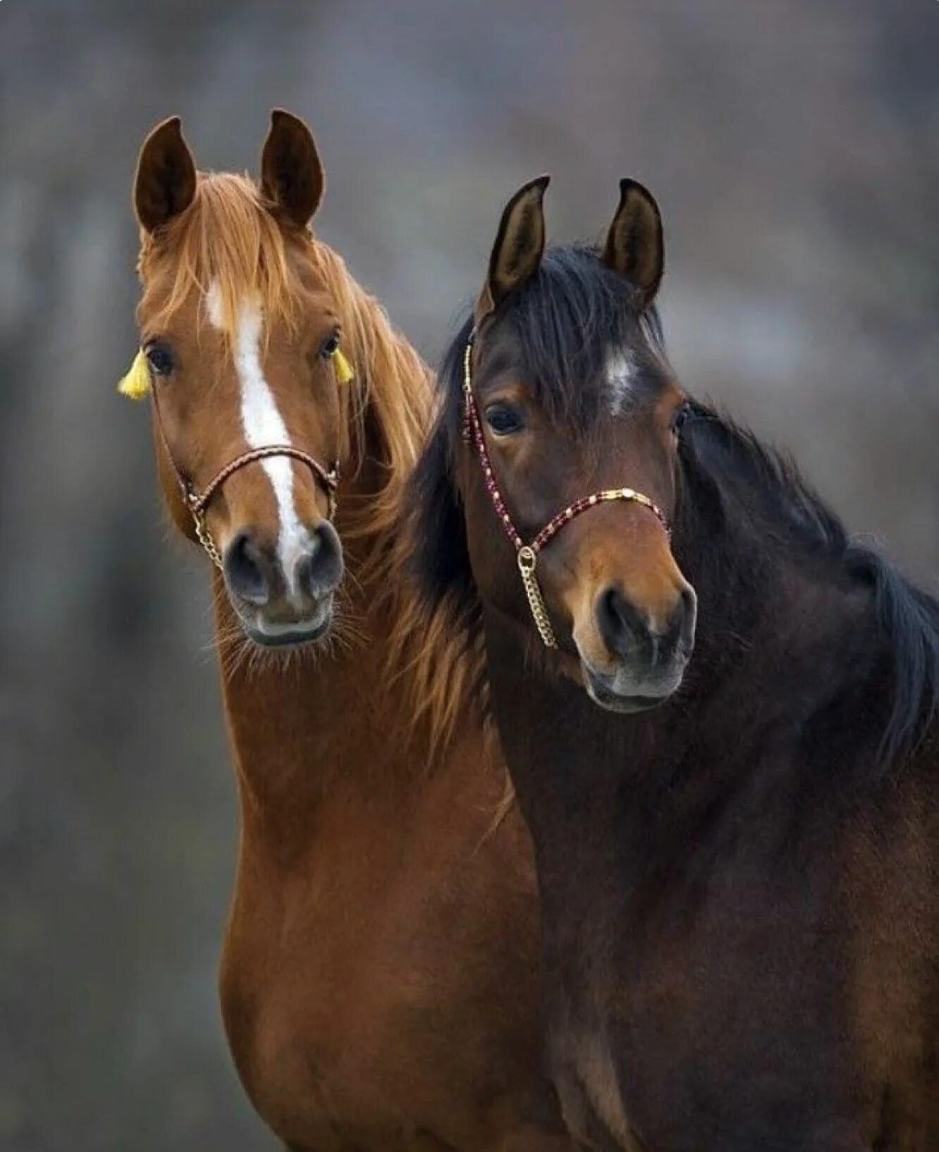 Несколько лошадок. Красивые лошади. Две лошади. Пара лошадей. Любовь лошадей.