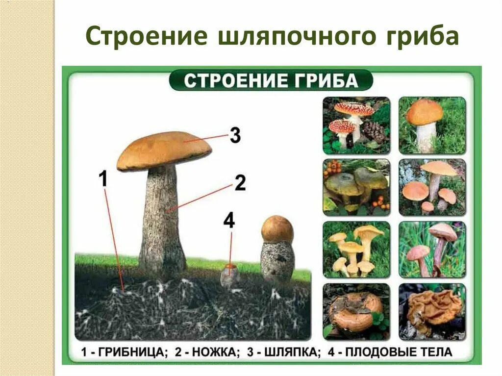 Контрольная по биологии 7 класс грибы. Шляпочные грибы грибница строение. Строение гриба с грибницей. Строение и многообразие грибов 5 класс биология. Строение шляпочного гриба.