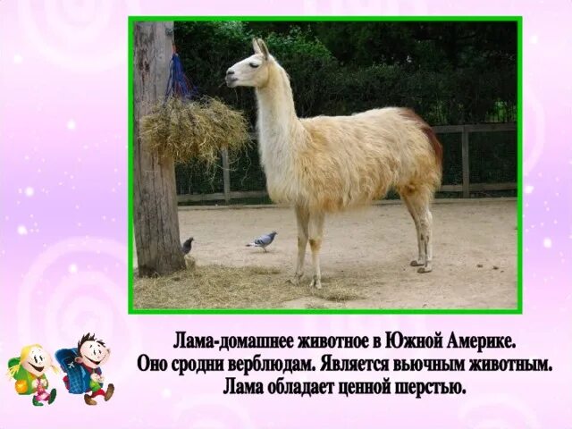 Альпака презентация. Тайны ламы. Загадка про ламу. Тайны ламы. Загадка про ламу.