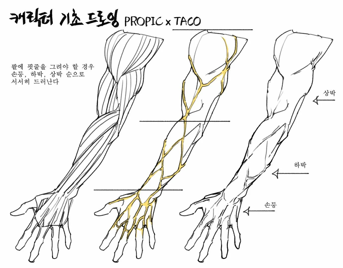 Строение руки рисунок. Анатомия руки. Руки девушки анатомия.