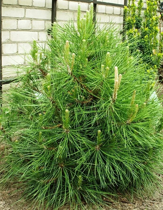 Хвойные купить в москве. Сосна черная Глобоза. Pinus nigra globosa. Pinus nigra Brepo. Сосна черная 'globosa'.