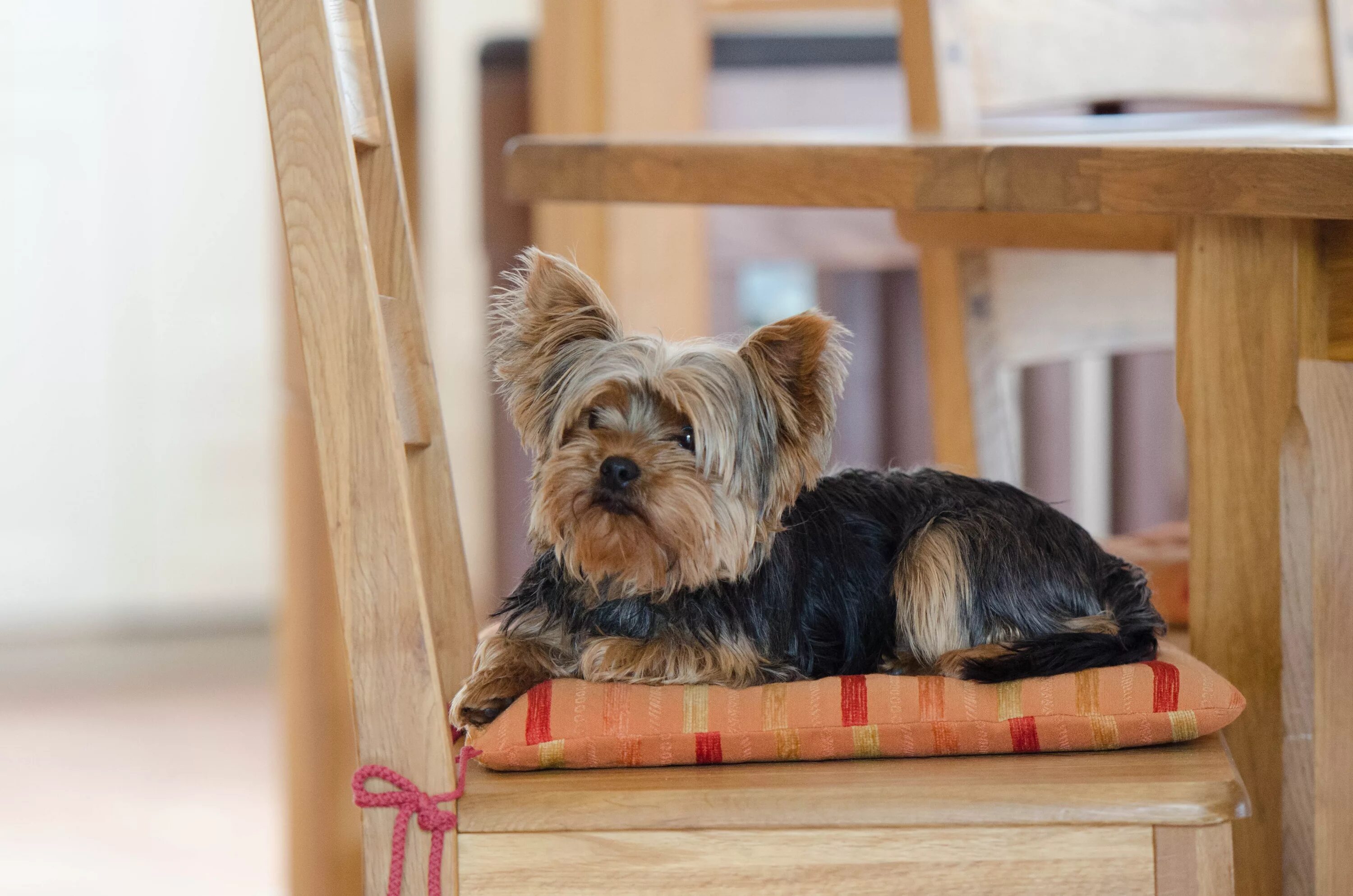 Йоркширский терьер стандарт. Йоркширский терьер (Yorkshire Terrier). Йоркширкский терьер Паппи. Небольшие породы для квартиры