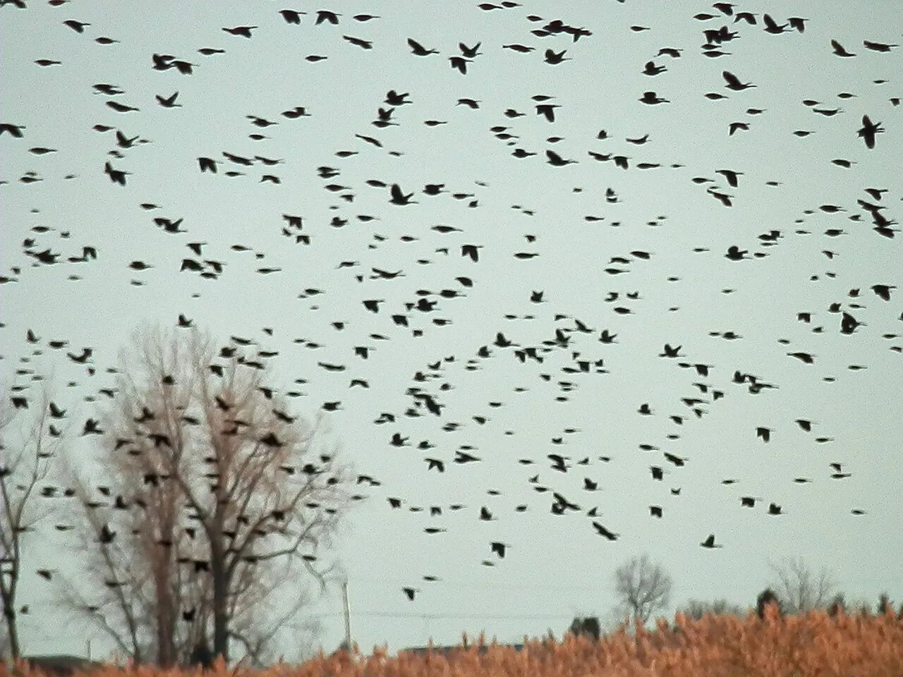 Where winter crows go