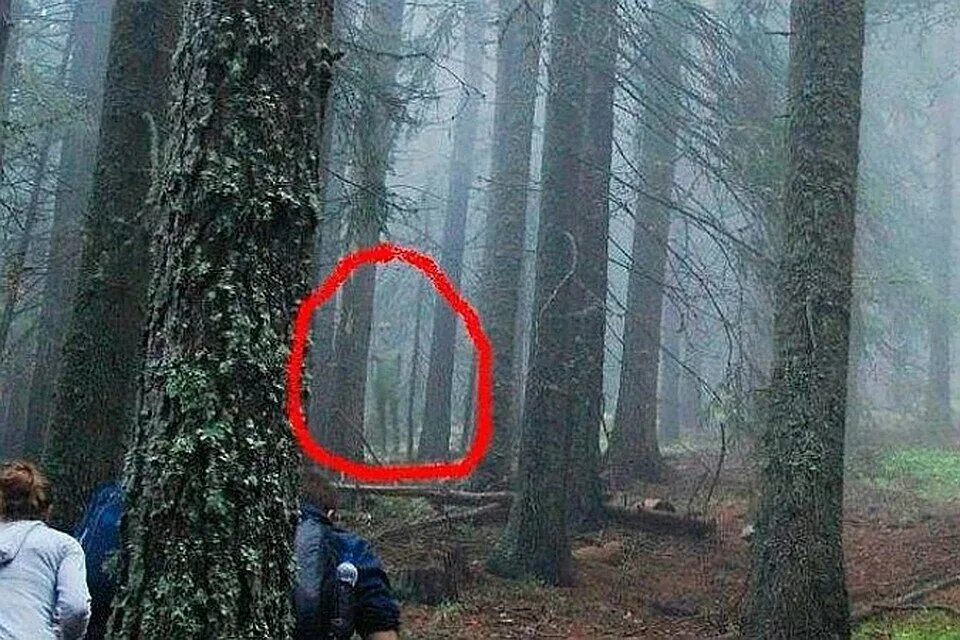Что там делать в лесу
