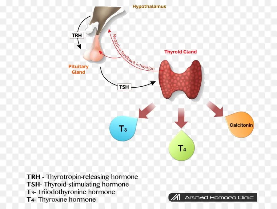 TSH гормон. ТТГ Thyroid stimulating Hormone. Гипофункция тиреотропного гормона