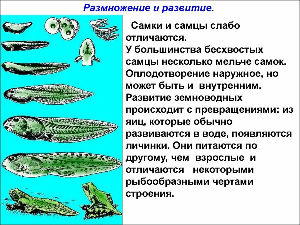 Строение и развитие земноводных. Размножение бесхвостых земноводных. Развитие в воде в течение всей жизни у бесхвостых амфибий. Этапы развития бесхвостых земноводных. Земноводные цикл развития.