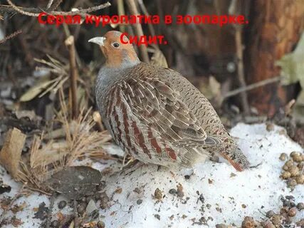 Куропатка в ленинградской